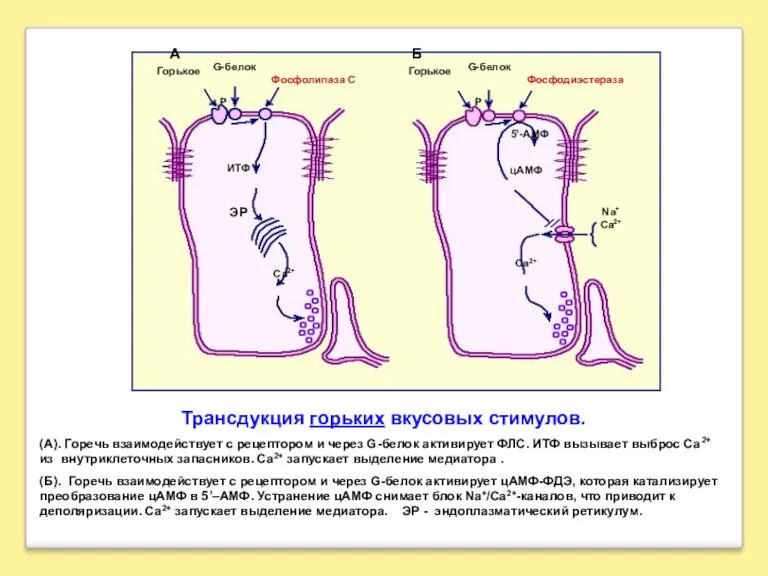 Трансдукция горьких вкусовых стимулов. (А). Горечь взаимодействует с рецептором и
