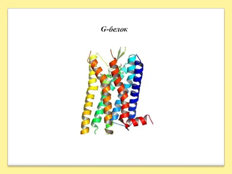G-белок