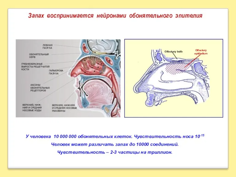 Запах воспринимается нейронами обонятельного эпителия У человека 10 000 000