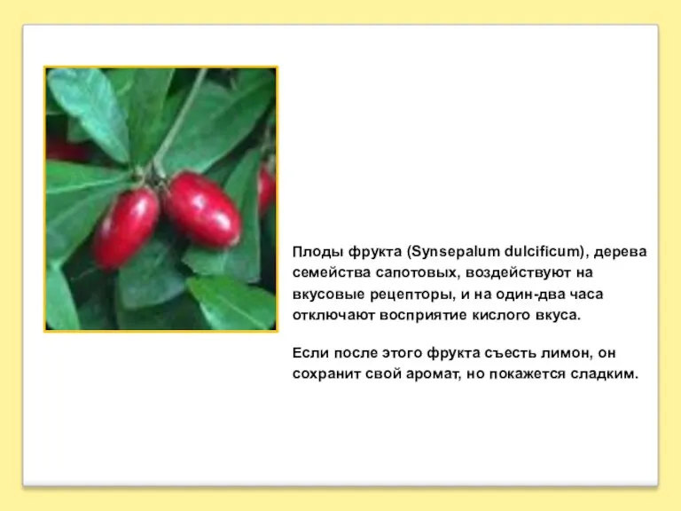 Плоды фрукта (Synsepalum dulcificum), дерева семейства сапотовых, воздействуют на вкусовые