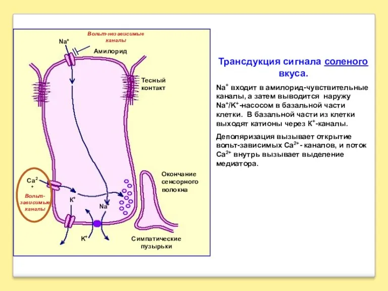 Трансдукция сигнала соленого вкуса. Na+ входит в амилорид-чувствительные каналы, а