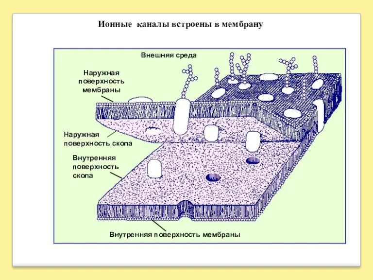 Внутренняя поверхность мембраны Внешняя среда Наружная поверхность мембраны Наружная поверхность