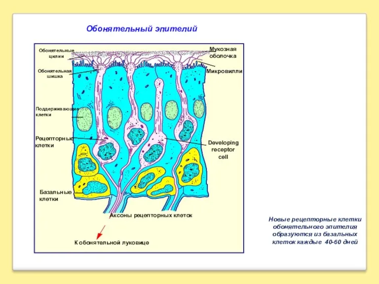 Новые рецепторные клетки обонятельного эпителия образуются из базальных клеток каждые 40-60 дней Обонятельный эпителий