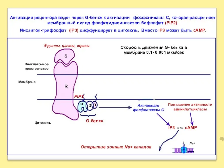 Активация рецептора ведет через G-белок к активации фосфолипазы С, которая