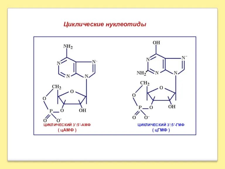 Циклические нуклеотиды -