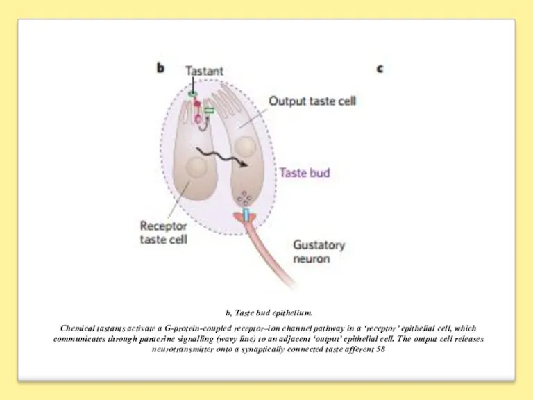 b, Taste bud epithelium. Chemical tastants activate a G-protein-coupled receptor–ion