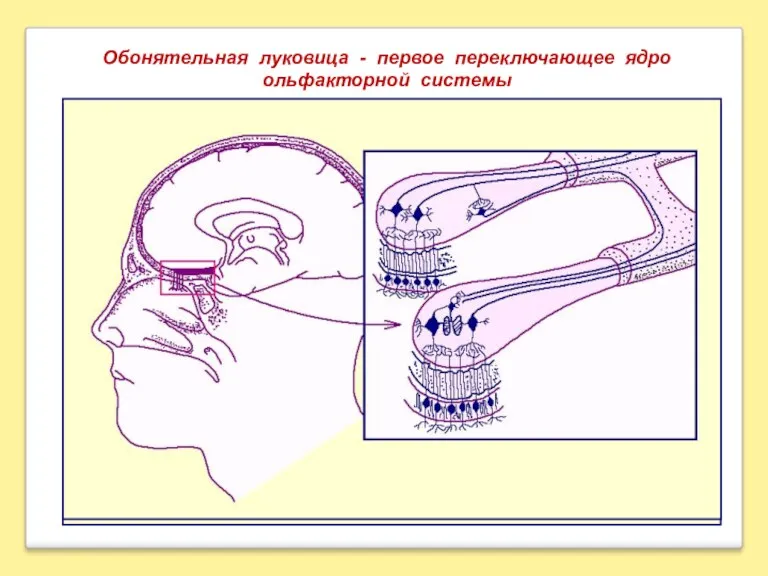 Обонятельная луковица - первое переключающее ядро ольфакторной системы