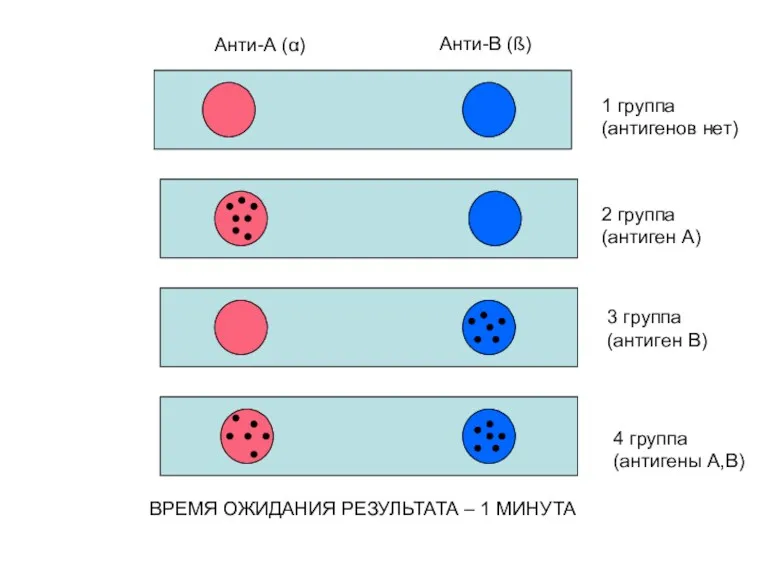 ВРЕМЯ ОЖИДАНИЯ РЕЗУЛЬТАТА – 1 МИНУТА Анти-А (α) Анти-В (ß) 1 группа (антигенов