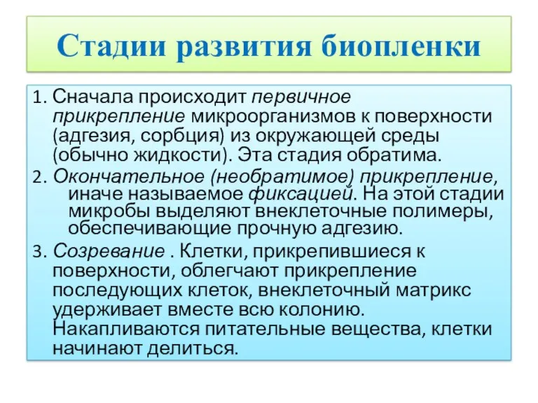 Стадии развития биопленки 1. Сначала происходит первичное прикрепление микроорганизмов к