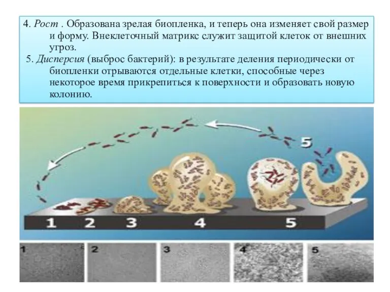 4. Рост . Образована зрелая биопленка, и теперь она изменяет