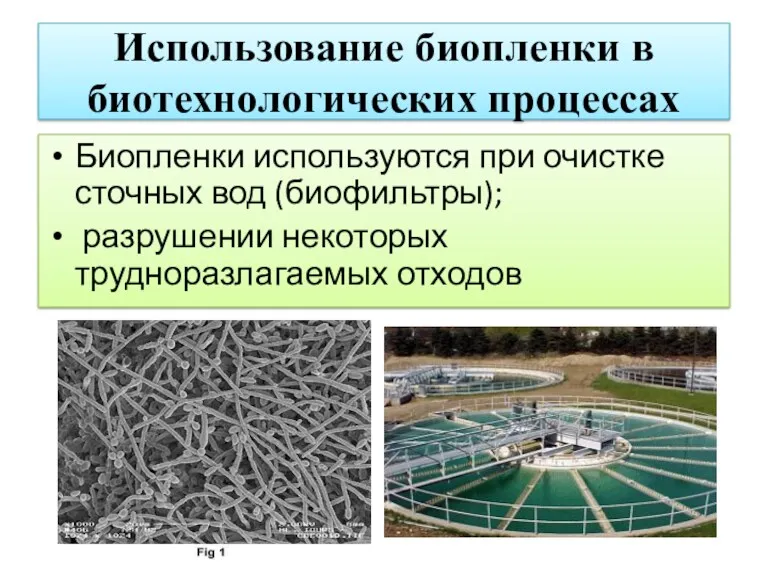 Использование биопленки в биотехнологических процессах Биопленки используются при очистке сточных вод (биофильтры); разрушении некоторых трудноразлагаемых отходов