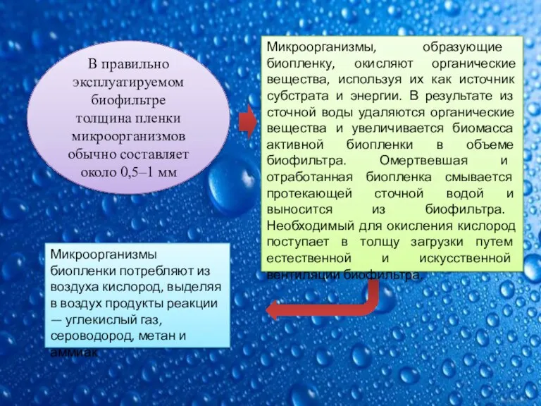 Микроорганизмы, образующие биопленку, окисляют органические вещества, используя их как источник