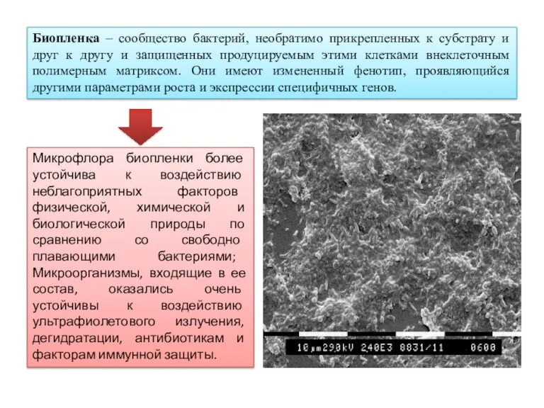 Биопленка – сообщество бактерий, необратимо прикрепленных к субстрату и друг