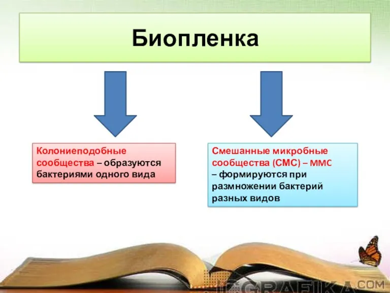 Биопленка Колониеподобные сообщества – образуются бактериями одного вида Смешанные микробные