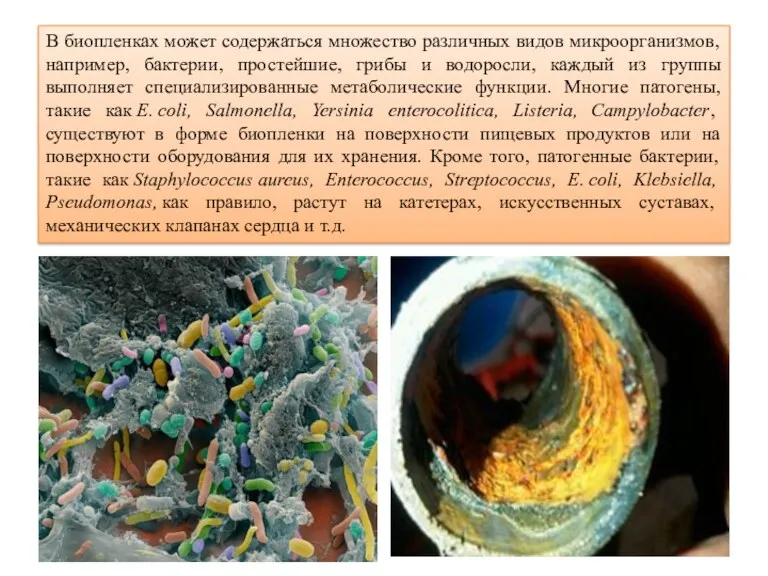 В биопленках может содержаться множество различных видов микроорганизмов, например, бактерии,