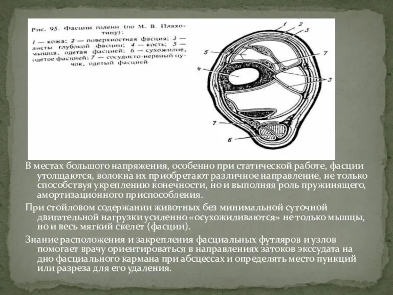 В местах большого напряжения, особенно при статической работе, фасции утолщаются,