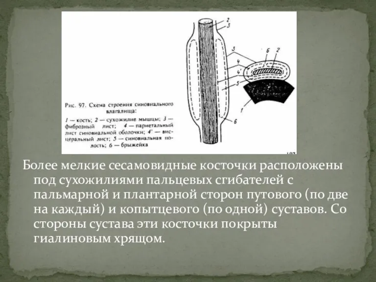 Более мелкие сесамовидные косточки расположены под сухожилиями пальцевых сгибателей с