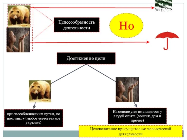 Целесообразность деятельности Но приспособленческим путем, по инстинкту (любое естественное укрытие)