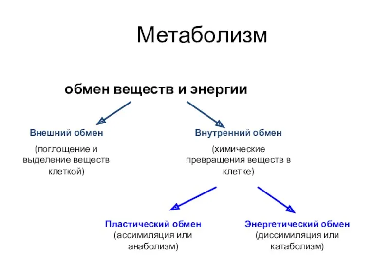 Метаболизм обмен веществ и энергии Внешний обмен (поглощение и выделение