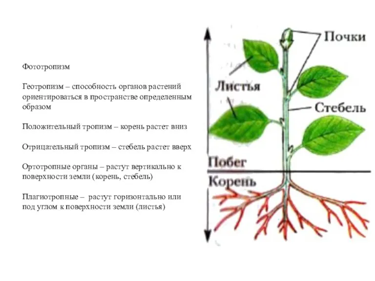 Фототропизм Геотропизм – способность органов растений ориентироваться в пространстве определенным образом Положительный тропизм