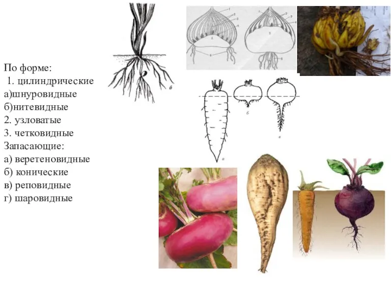По форме: 1. цилиндрические а)шнуровидные б)нитевидные 2. узловатые 3. четковидные Запасающие: а) веретеновидные