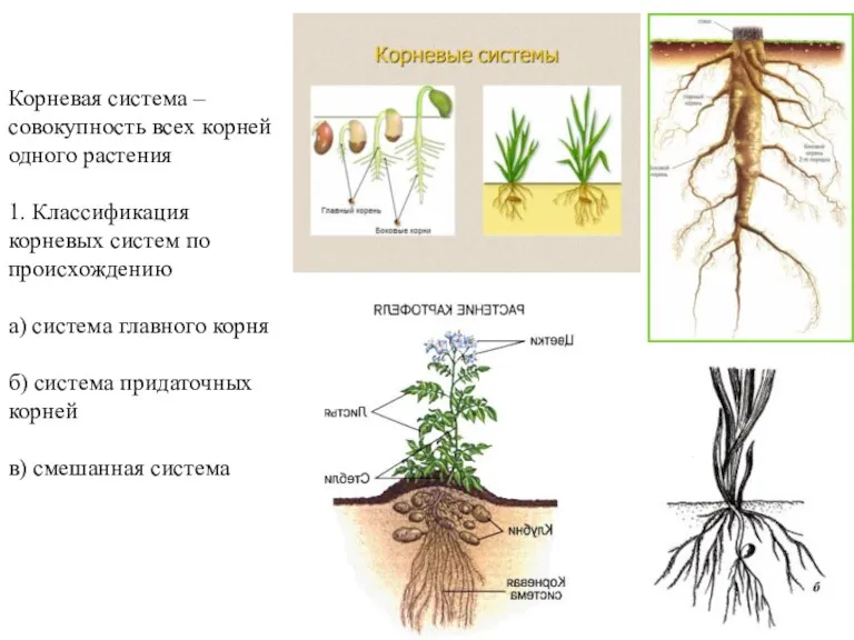Корневая система – совокупность всех корней одного растения 1. Классификация корневых систем по