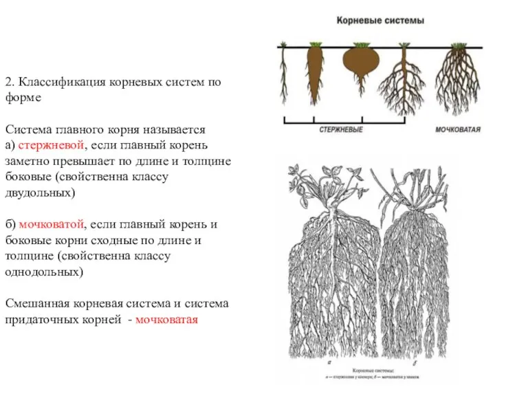 2. Классификация корневых систем по форме Система главного корня называется