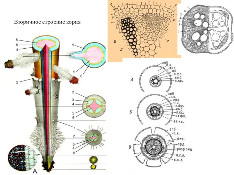 Вторичное строение корня