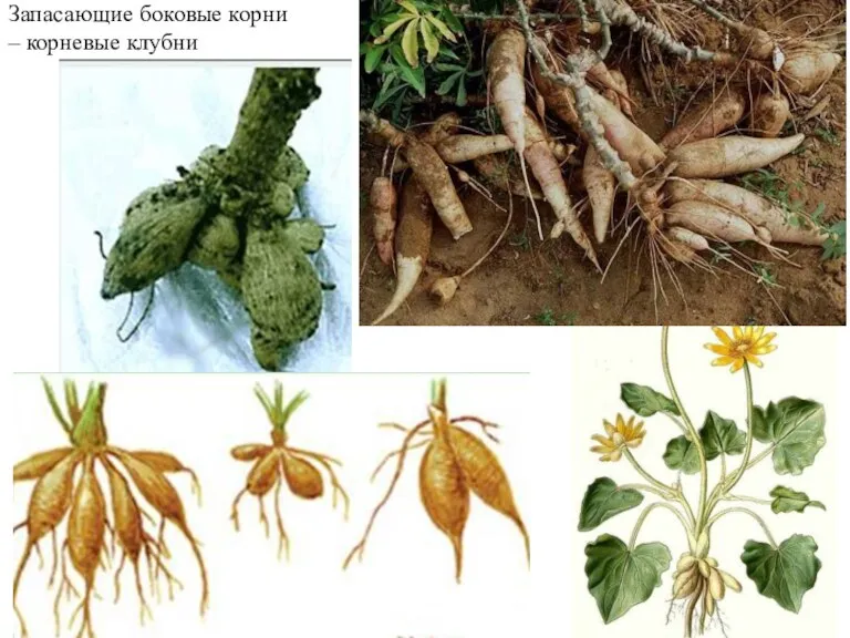 Запасающие боковые корни – корневые клубни