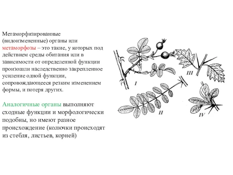 Метаморфизированные (видоизмененные) органы или метаморфозы – это такие, у которых