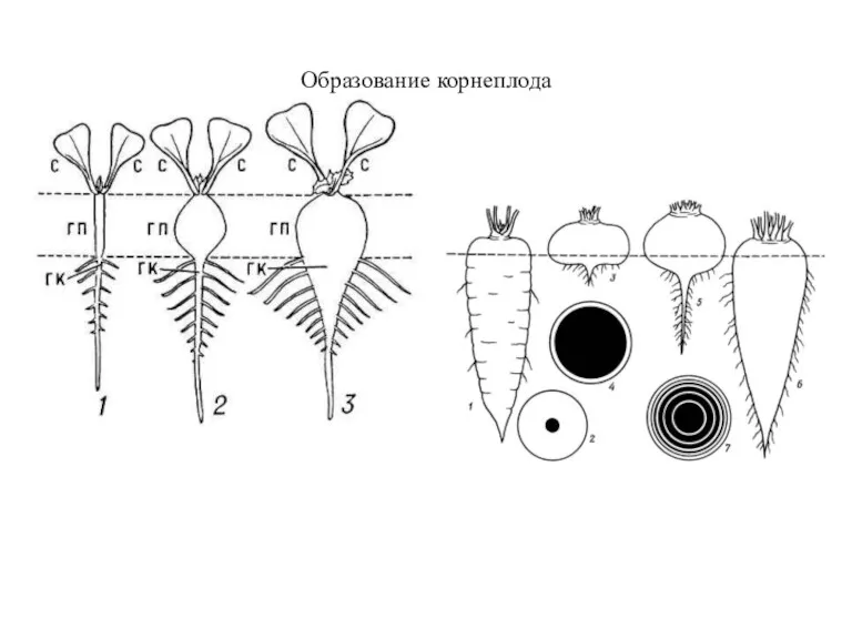 Образование корнеплода