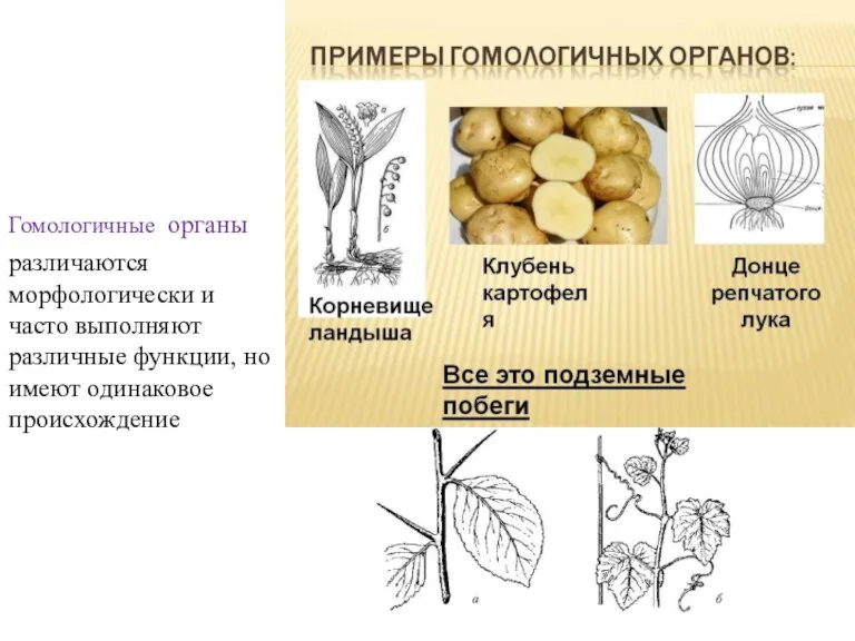 Гомологичные органы различаются морфологически и часто выполняют различные функции, но имеют одинаковое происхождение