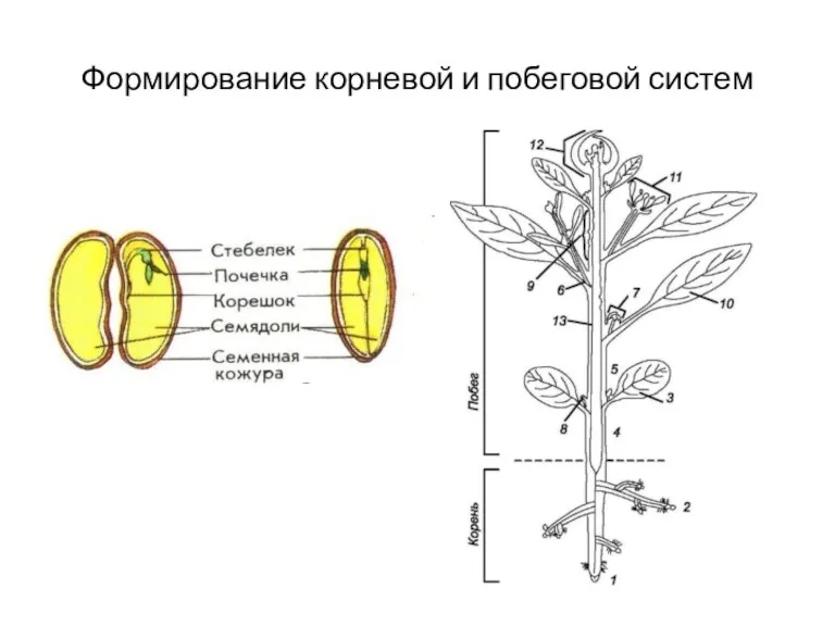 Формирование корневой и побеговой систем