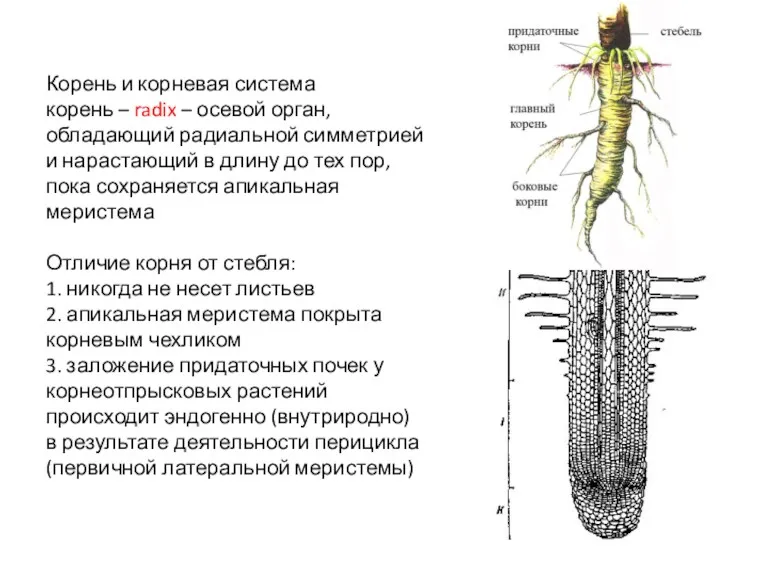Корень и корневая система корень – radix – осевой орган, обладающий радиальной симметрией
