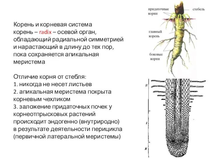 Корень и корневая система корень – radix – осевой орган,