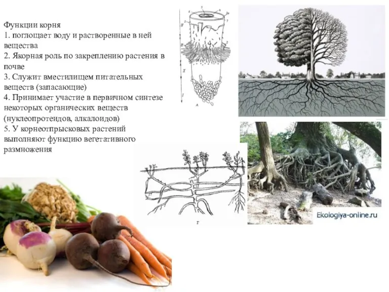 Функции корня 1. поглощает воду и растворенные в ней вещества