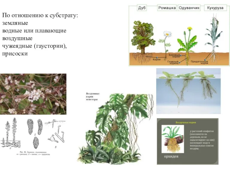 По отношению к субстрату: земляные водные или плавающие воздушные чужеядные (гаустории), присоски