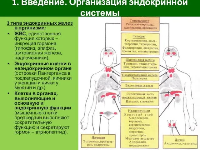 1. Введение. Организация эндокринной системы 3 типа эндокринных желез в