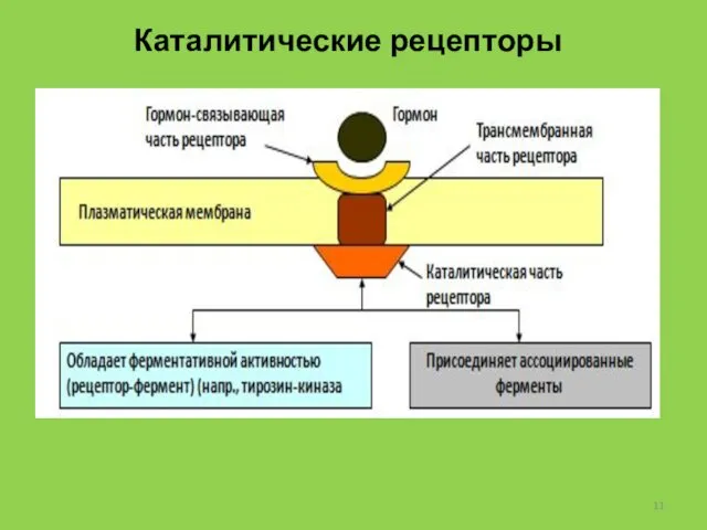 Каталитические рецепторы