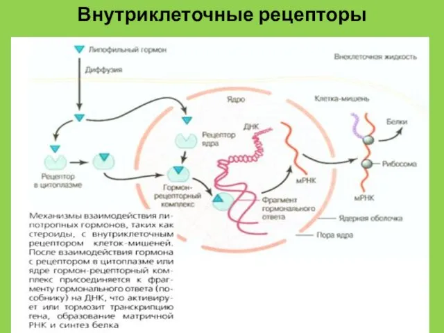 Внутриклеточные рецепторы