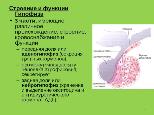 Строение и функции Гипофиза 3 части, имеющие различное происхождение, строение,