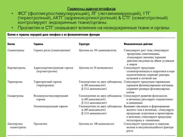 Гормоны аденогипофиза ФСГ (фолликулостимулирующий), ЛГ (лютеинизирующий), TТГ (тиреотропный), AКТГ (адренокортикотропный)