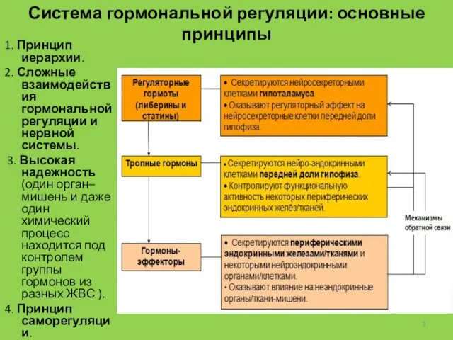 1. Принцип иерархии. 2. Сложные взаимодействия гормональной регуляции и нервной