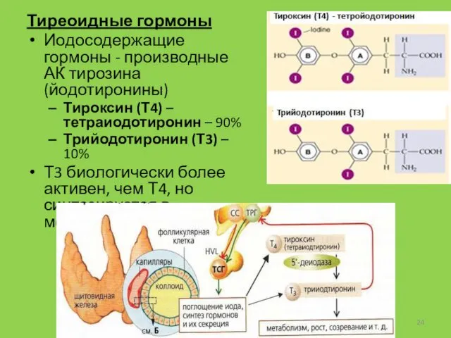 Тиреоидные гормоны Иодосодержащие гормоны - производные АК тирозина (йодотиронины) Тироксин