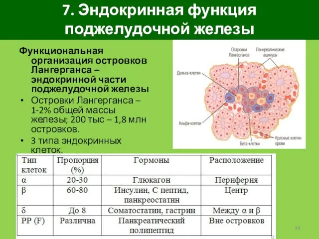 7. Эндокринная функция поджелудочной железы Функциональная организация островков Лангерганса –