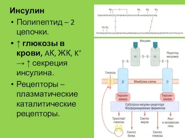 Инсулин Полипептид – 2 цепочки. ↑ глюкозы в крови, AК,