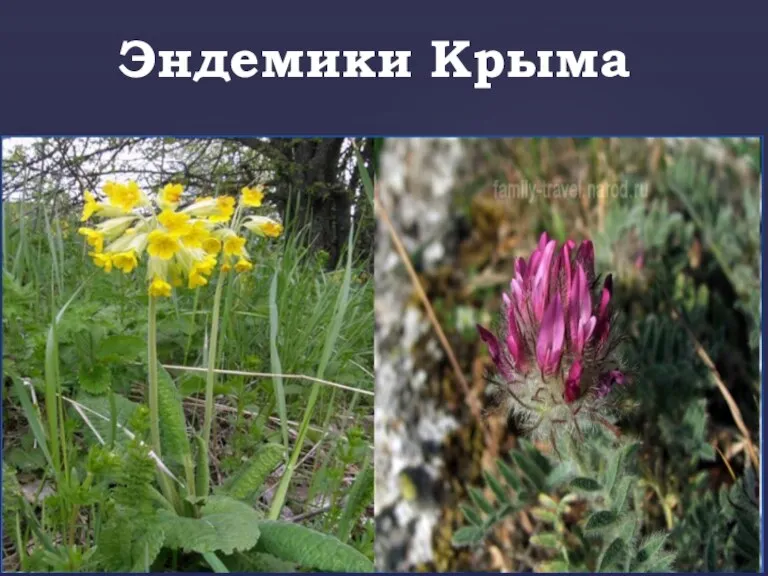 Эндемики Крыма
