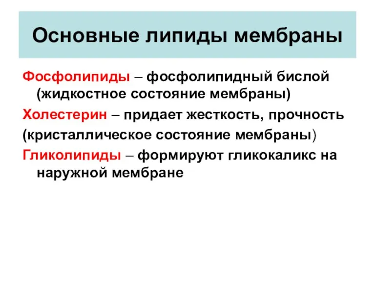 Основные липиды мембраны Фосфолипиды – фосфолипидный бислой (жидкостное состояние мембраны)