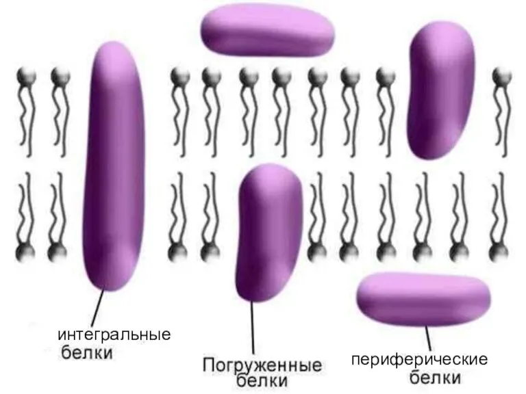 Интегральный интегральные периферические