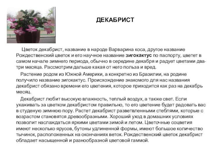 ДЕКАБРИСТ Цветок декабрист, название в народе Варварина коса, другое название